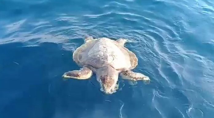 Penyu Mati di Pulau Pari, Diduga Akibat Sampah Plastik