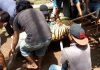 Dua Ekor Harimau Koleksi Kebun Binatang Semarang Lepas