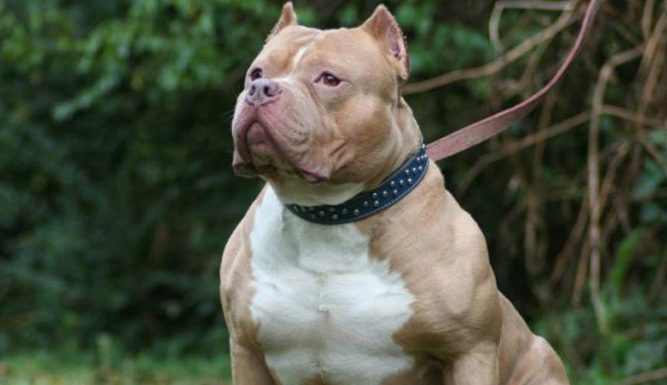 Kawatir Majikannya Diganggu, Anjing Pitbull Serang Seorang Penjaga Keamanan
