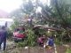 Puting Beliung Terjang Bogor, 50 rumah rusak, enam kendaraan tertimpa pohon tumbang