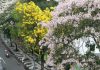 Mekarnya Bunga Tabebuya Surabaya Serasa Di Negeri Sakura