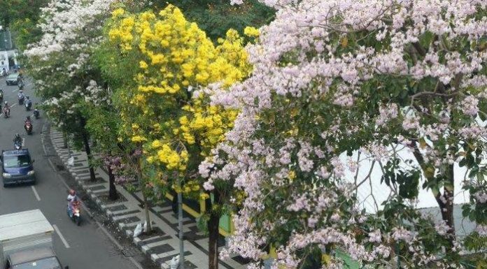 Mekarnya Bunga Tabebuya Surabaya Serasa Di Negeri Sakura