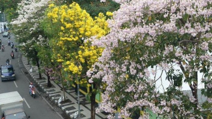 bunga-tabebuya protokol-kota-surabaya