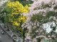 Mekarnya Bunga Tabebuya Surabaya Serasa Di Negeri Sakura