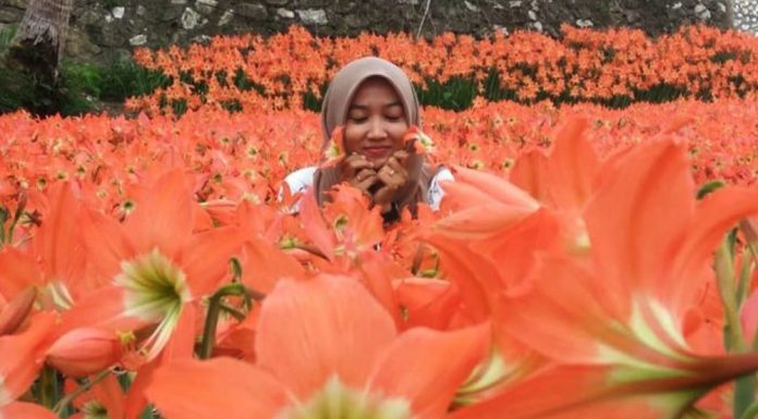 Kabar Gembira Nih, Taman Bunga Amarilis di Jogja Mekar Lagi Bulan Ini