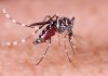 Waspada, Provinsi DKI Jakarta Rawan Terjangkit Penyakit Demam Berdarah Dengue (DBD)