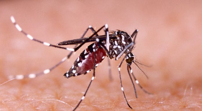 Waspada, Provinsi DKI Jakarta Rawan Terjangkit Penyakit Demam Berdarah Dengue (DBD)