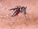 Waspada, Provinsi DKI Jakarta Rawan Terjangkit Penyakit Demam Berdarah Dengue (DBD)