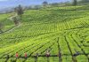 Gunung Dempo, Perkebunan Teh Indah Penghilang Penat di Selatan Sumatera
