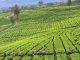 Gunung Dempo, Perkebunan Teh Indah Penghilang Penat di Selatan Sumatera