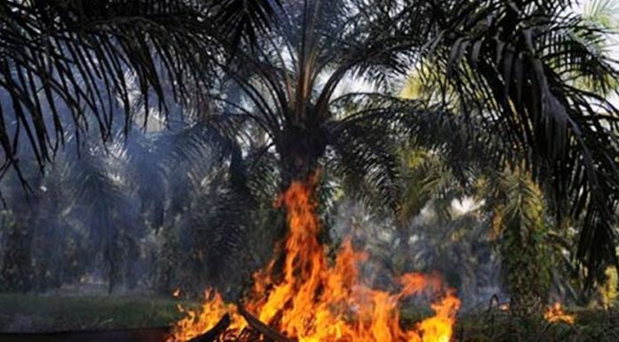 Kebakaran Lahan Sawit di Riau, Polisi Segera Lakukan Penyelidikan
