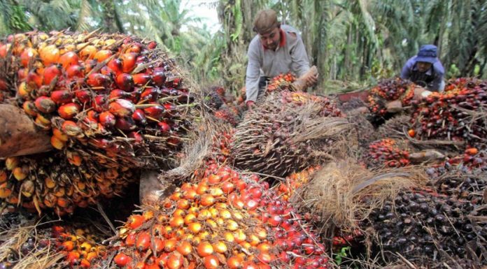 Pemerintah Kaji Ulang Hubungan dengan Negara Yang Diskriminatif Terhadap Ekspor Kelapa Sawit Indonesia