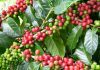 Kopi Terkenal dari Indonesia Ini, Kini Makin Mendunia