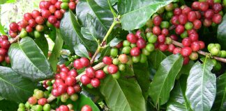 Kopi Terkenal dari Indonesia Ini, Kini Makin Mendunia