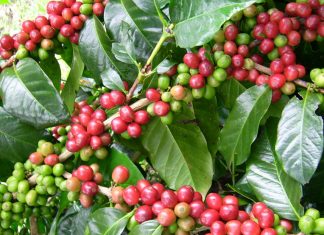 Kopi Terkenal dari Indonesia Ini, Kini Makin Mendunia