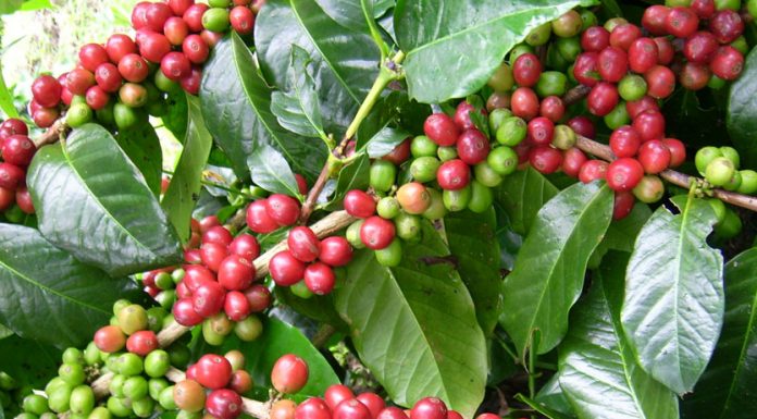 Kopi Terkenal dari Indonesia Ini, Kini Makin Mendunia
