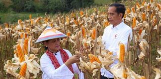 Produksi Jagung Nasional Kini Mampu Menekan Impor