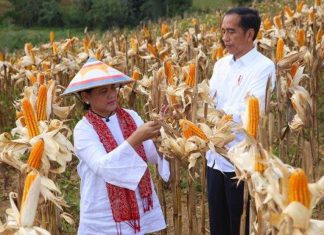 Produksi Jagung Nasional Kini Mampu Menekan Impor