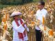 Produksi Jagung Nasional Kini Mampu Menekan Impor
