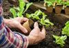 Mengapa Berkebun Menjadi Hiburan yang Menyenangkan dan Bermanfaat?