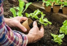 Mengapa Berkebun Menjadi Hiburan yang Menyenangkan dan Bermanfaat?