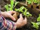 Mengapa Berkebun Menjadi Hiburan yang Menyenangkan dan Bermanfaat?