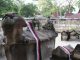 Makam Raja Sidabutar Berusia 460 Tahun