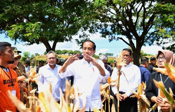 Tinjau Panen Jagung di Sumbawa, Presiden Tegaskan Pentingnya Keseimbangan Harga