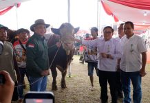 Kontes Sapi APPSI Piala Presiden Jadi Panggung Peternak, Kementan Perkuat Genetik dan Produktivitas