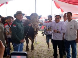 Kontes Sapi APPSI Piala Presiden Jadi Panggung Peternak, Kementan Perkuat Genetik dan Produktivitas