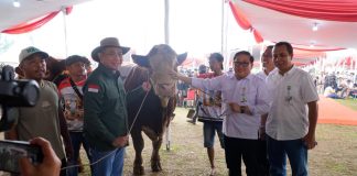 Kontes Sapi APPSI Piala Presiden Jadi Panggung Peternak, Kementan Perkuat Genetik dan Produktivitas