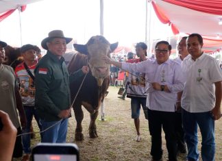 Kontes Sapi APPSI Piala Presiden Jadi Panggung Peternak, Kementan Perkuat Genetik dan Produktivitas