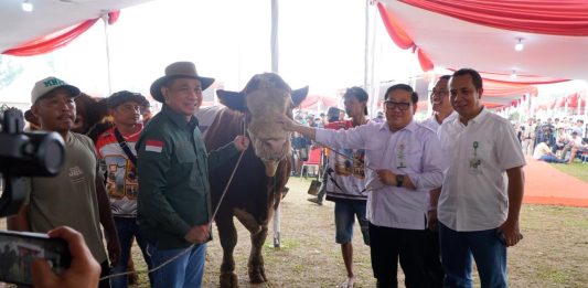 Kontes Sapi APPSI Piala Presiden Jadi Panggung Peternak, Kementan Perkuat Genetik dan Produktivitas
