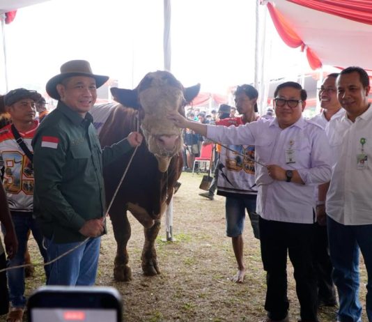Kontes Sapi APPSI Piala Presiden Jadi Panggung Peternak, Kementan Perkuat Genetik dan Produktivitas